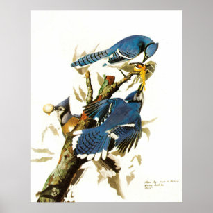 Cute Blue Jay Posters for Sale