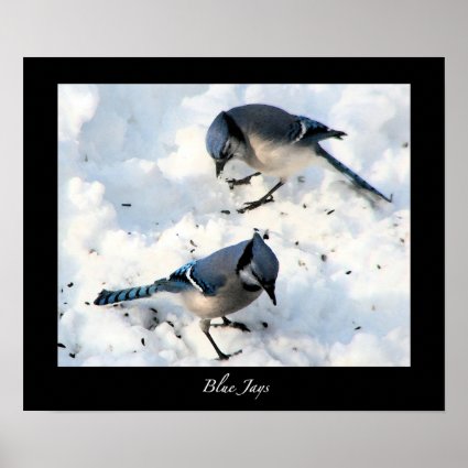 Blue Jays in Snow Poster