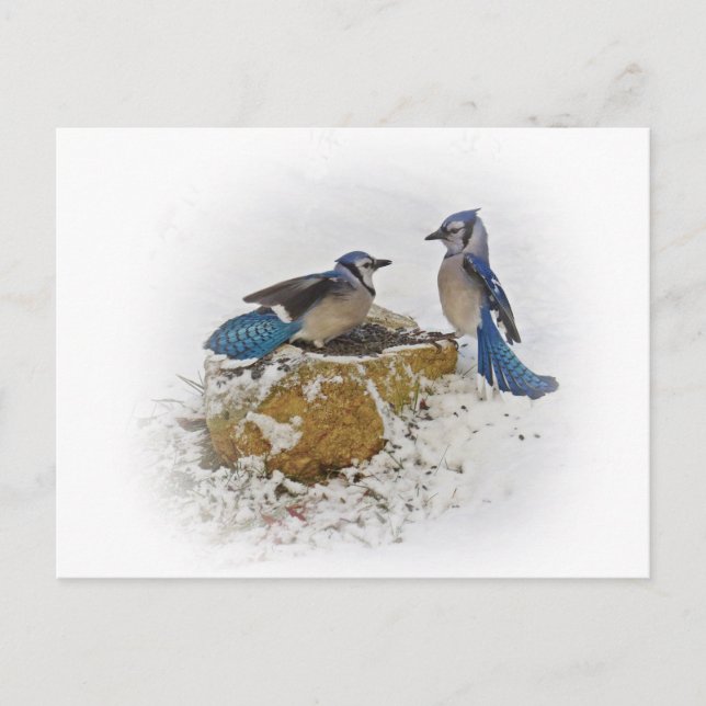 Blue Jays in Winter Postcard (Front)