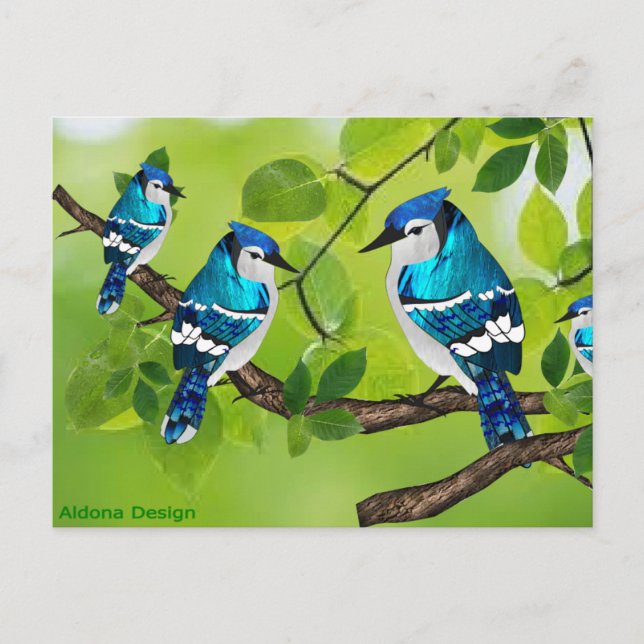 Blue jays on a branch postcard (Front)
