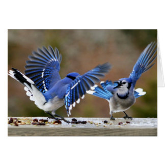 Blue Jays Squabbling over lunch Cards