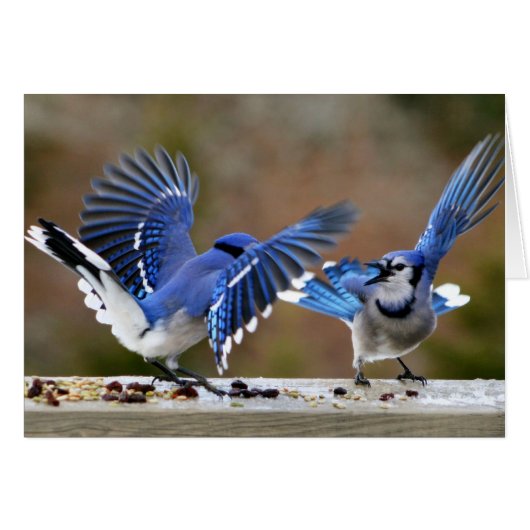 Blue Jays Squabbling over lunch Cards (Front Horizontal)