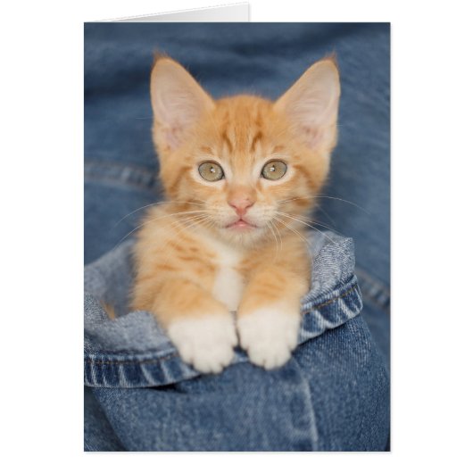 Blue Jean Baby Orange Kitten Cards (Front)