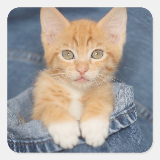 Blue Jean Baby Orange Kitten Square Sticker (Front)