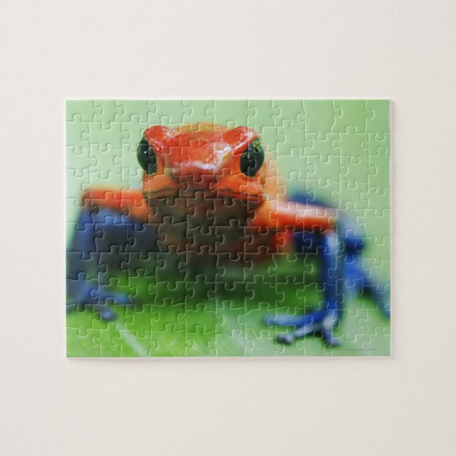 Blue Jean Frog Jigsaw Puzzle (Horizontal)