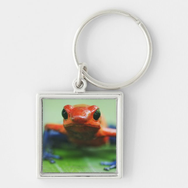 Blue Jean Frog Keychain (Front)