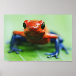 Blue Jean Frog Poster