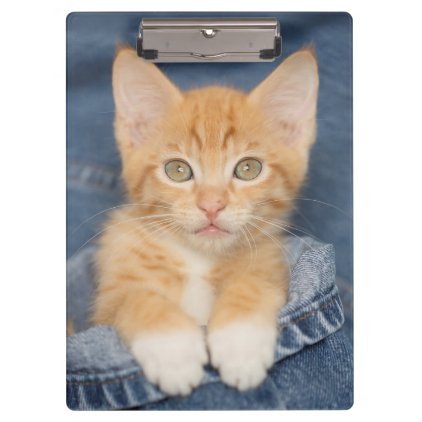 Blue Jeans Baby Kitten Clipboard