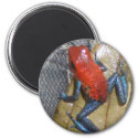 Blue Jeans Frog Magnet