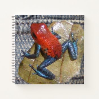 Blue Jeans Frog Square Notebook by Edelhertdesigntravel at Zazzle