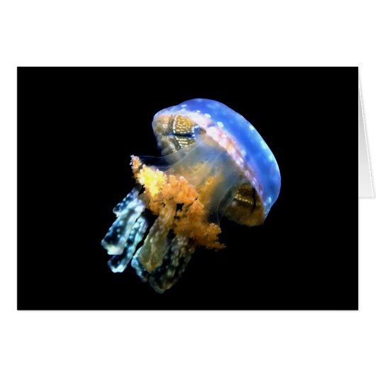 Blue Jellyfish Cards (Front Horizontal)