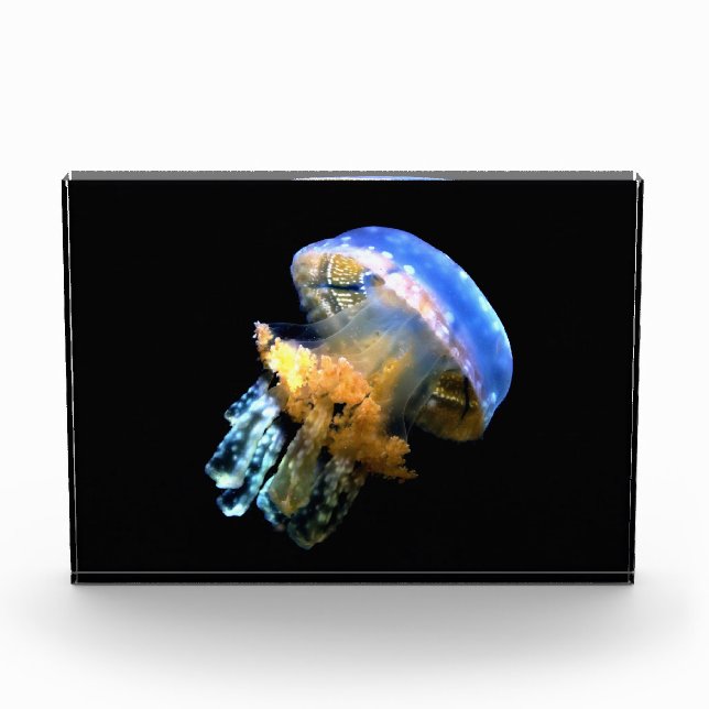 Blue Jellyfish Photo Block (Front)