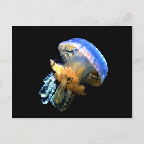 Blue Jellyfish Postcard