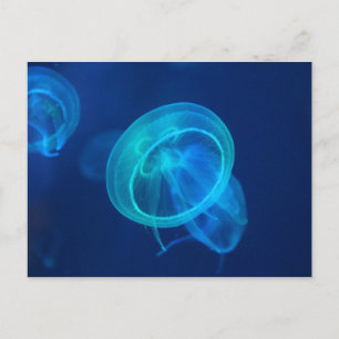 Blue jellyfish postcard