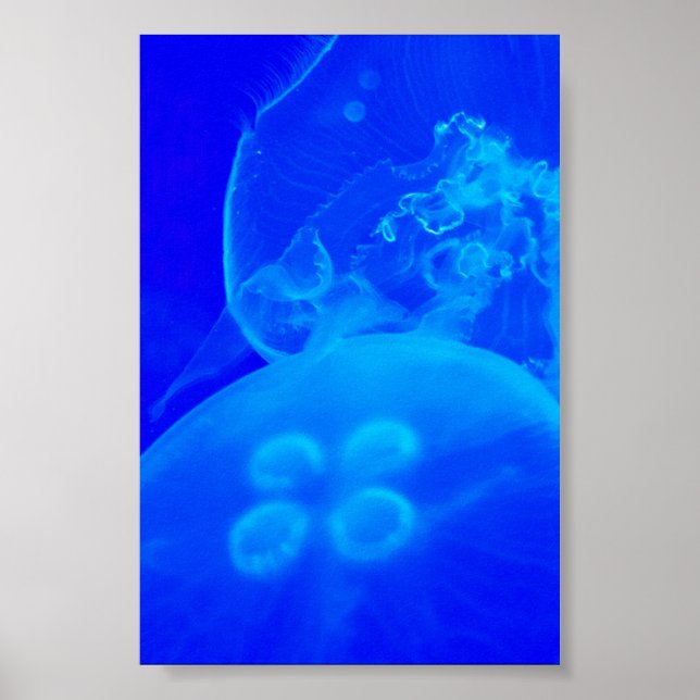 Blue Jellyfish Poster (Front)