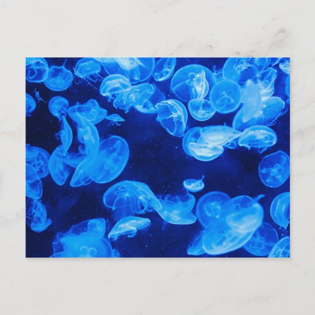 Blue Jellyfish underwater Postcard (Front)