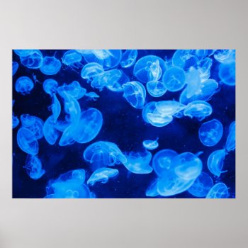 Blue Jellyfish Underwater Poster by Amazing_Posters at Zazzle