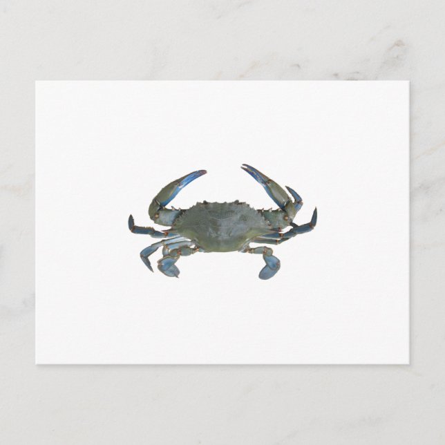 Blue "Jimmy" Crab Postcard (Front)