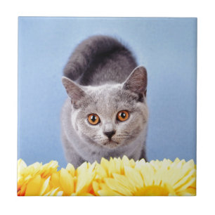 Blue kitten ceramic tile