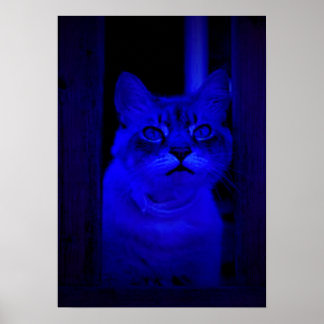 Blue Kitty Poster