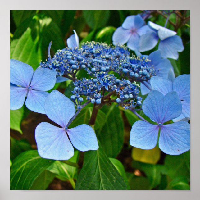 Blue Lace-cap Hydrangea - Poster (Front)