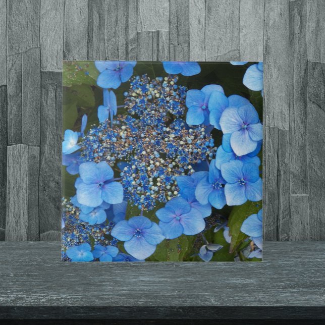 Blue Lacecap Hydrangea Floral Ceramic Tile (In Situ)