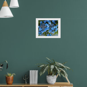 Blue Lacecap Hydrangea Floral Poster
