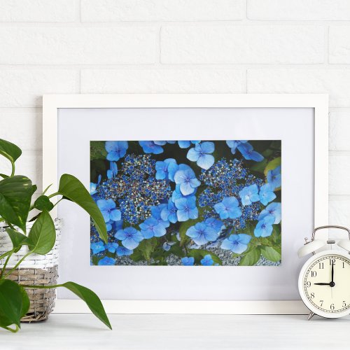 Blue Lacecap Hydrangea Floral Poster