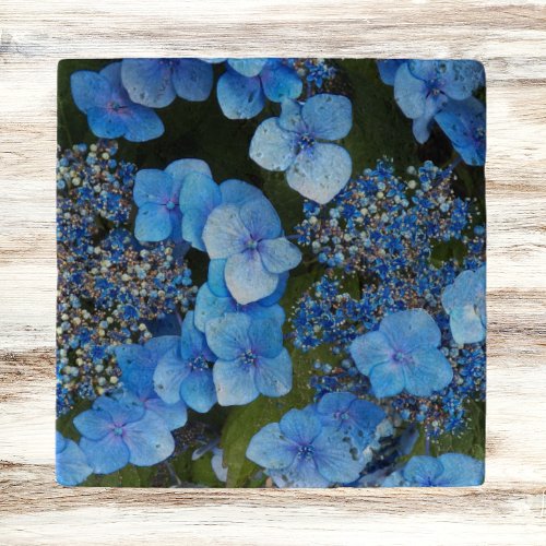 Blue Lacecap Hydrangea Floral Trivet