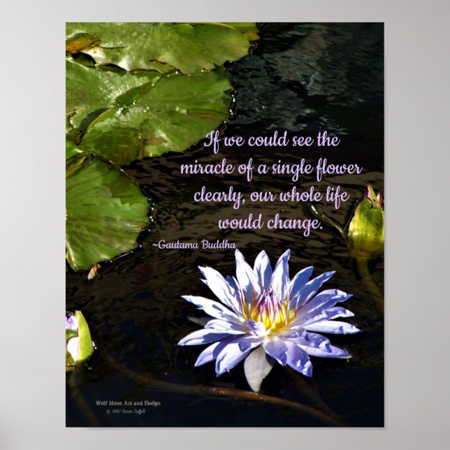 Blue Lavender Yellow Center Water Lily Flower Poster (Front)