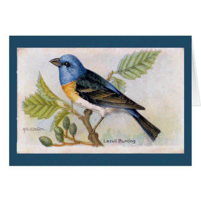 Blue Lazuli Bunting Bird Thank You Card (Front Horizontal)