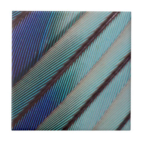 Blue Lilac Breasted Roller feather Ceramic Tile