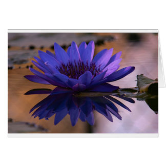 Blue Lily Cards