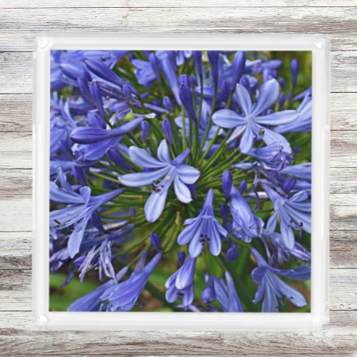 Blue Lily of the Nile Agapanthus Floral Acrylic Tray