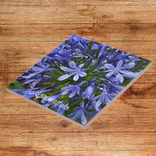 Blue Lily of the Nile Agapanthus Floral Ceramic Tile