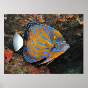 Blue Lined Angelfish Poster