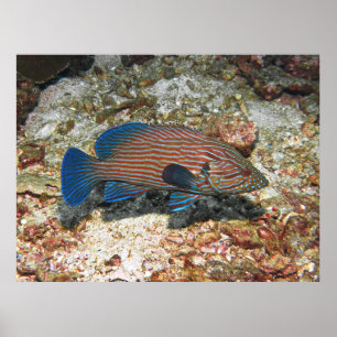 Blue Lined Grouper Poster