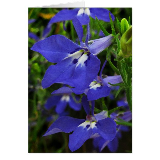 Blue Lobelia Cards (Front)