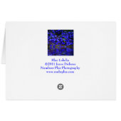 Blue Lobelia Cards (Back Horizontal)