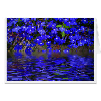Blue Lobelia Cards