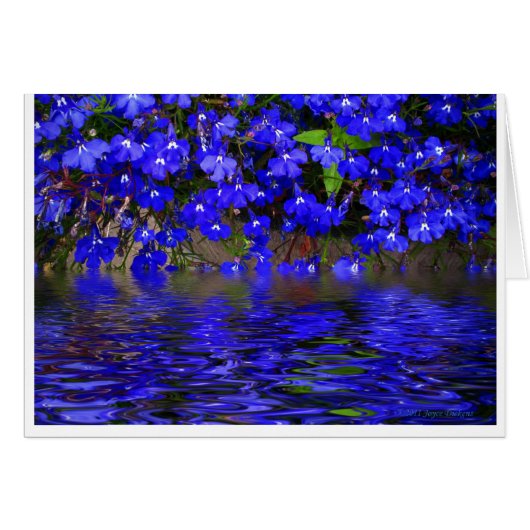 Blue Lobelia Cards (Front Horizontal)