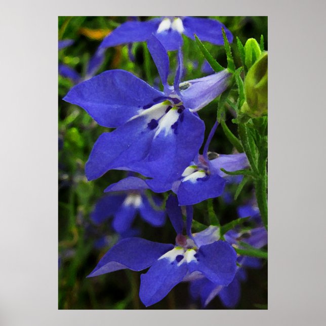 Blue Lobelia Poster (Front)
