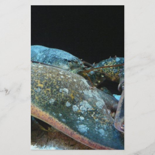 blue lobster (Front)