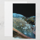 blue lobster (Front/Back)