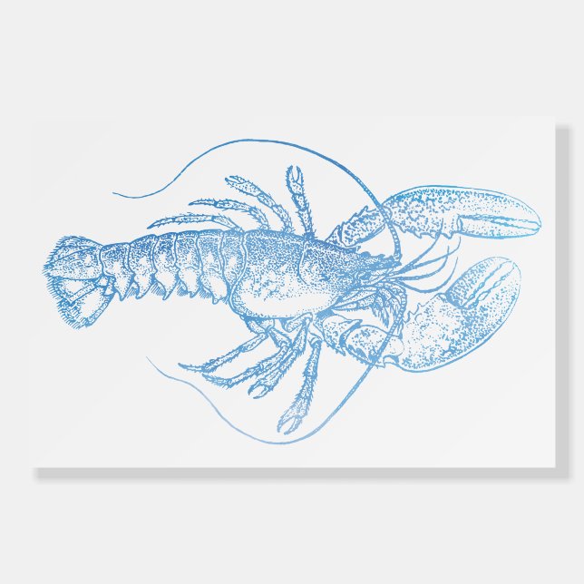 Blue Lobster Foam Board (Front)