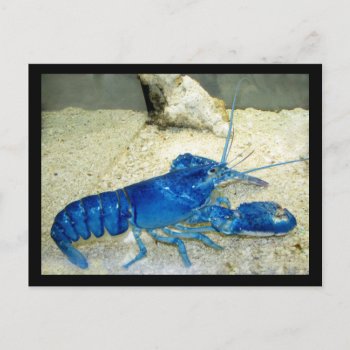 Blue Lobster Postcard by JellyRollDesigns at Zazzle