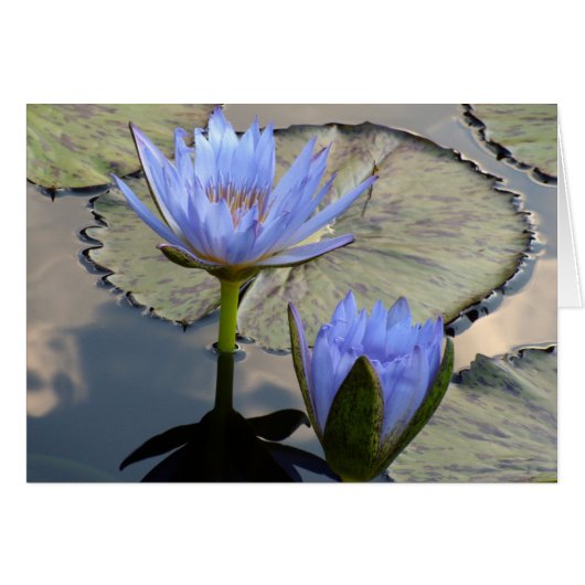 Blue Lotus Duet Cards (Front Horizontal)