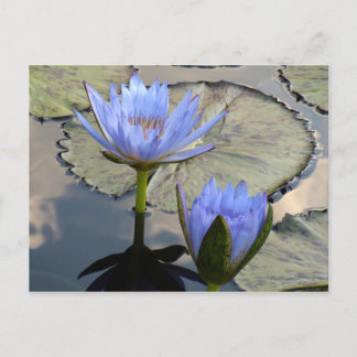Blue Lotus Duet Postcard
