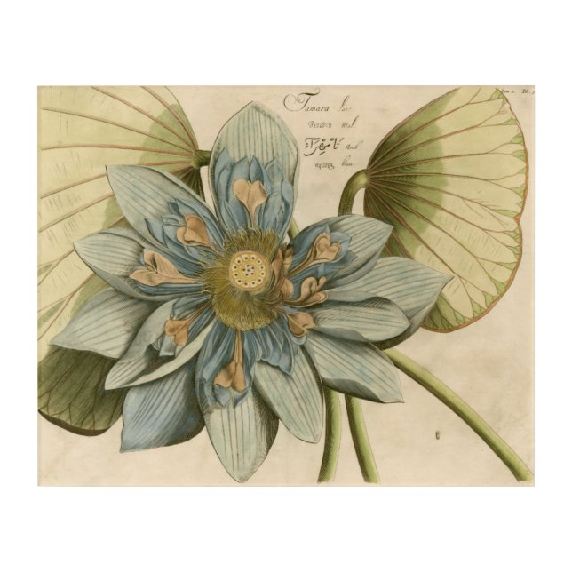 Blue Lotus Flower on Tan Background with Writing Acrylic Print (Front)