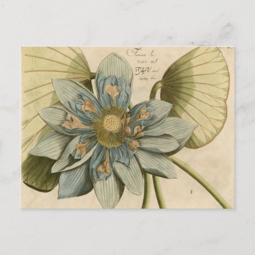 Blue Lotus Flower on Tan Background with Writing Postcard